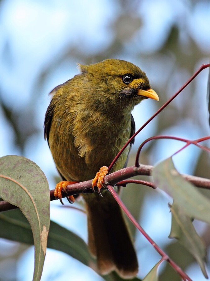 Bellbird on a branch